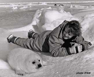 Saving baby seals